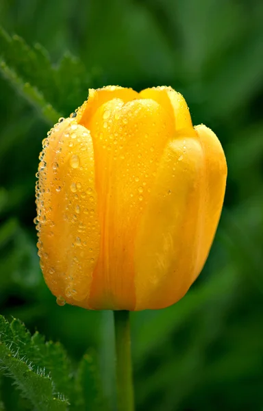 Yellow tulip after rain — Stock Photo, Image