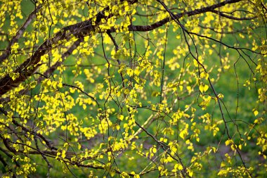 New leaves on birch treee clipart