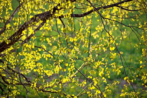 Novas folhas na árvore de vidoeiro — Fotografia de Stock