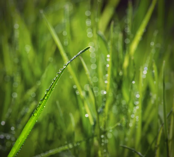 Gotas de lluvia sobre hierba —  Fotos de Stock