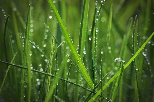 Esőcseppekkel borított fű — Stock Fotó