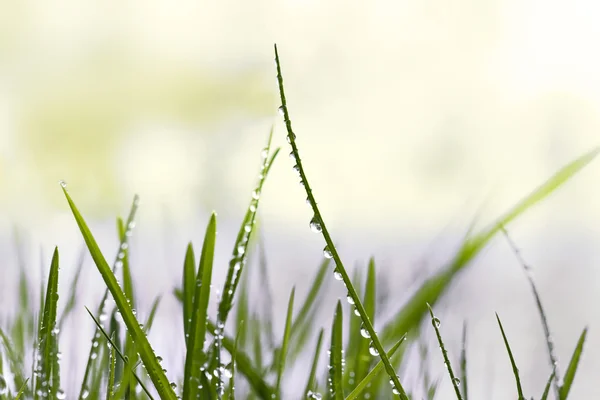 Hierba con gotas de lluvia — Foto de Stock