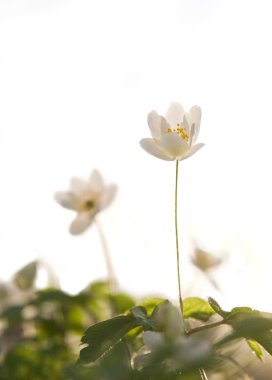 ahşap anemone bahar