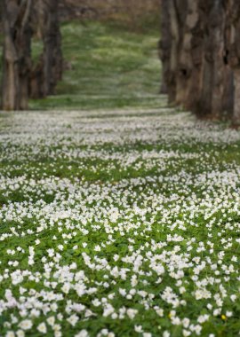Field with Anemone Nemorosa clipart