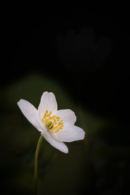 Wood anemone isolated on black clipart