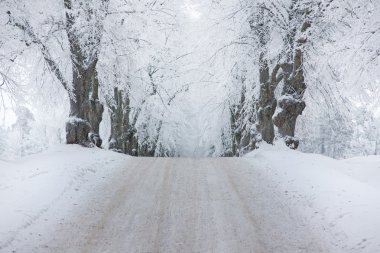 Kışın Avenue