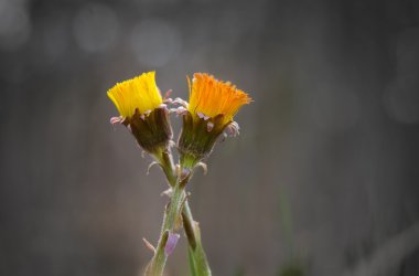 iki renkli tussilago bahar