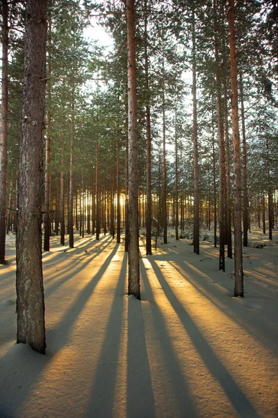 Árboles de pino iluminados —  Fotos de Stock