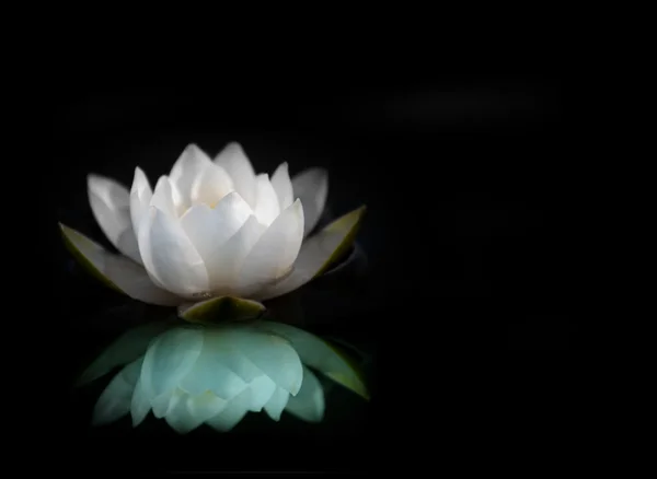 Water lily weerspiegeld in water — Stockfoto