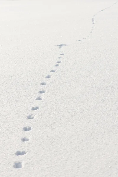 在雪中的脚印 — 图库照片