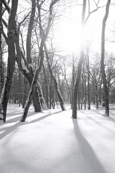 Деревья в снегу — стоковое фото