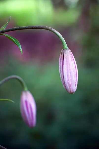 Paarse clematis bud — Stockfoto
