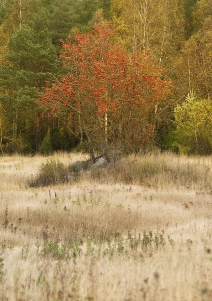 Rowan árbol en un campo —  Fotos de Stock