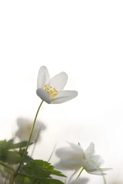 Wood anemone in spring — Stock Photo, Image