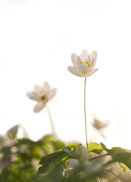 Wood anemone in spring — Stock Photo, Image