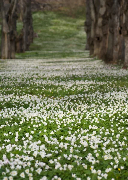 Field with Anemone Nemorosa — Stock Photo, Image