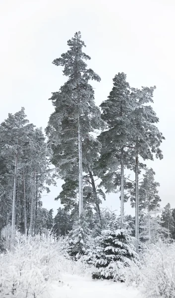 Tall träd på vintern — Stockfoto