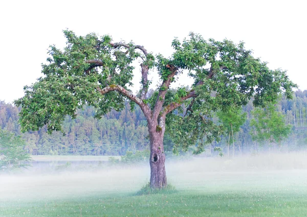 안개에 있는 오래 된 과일 나무 — 스톡 사진