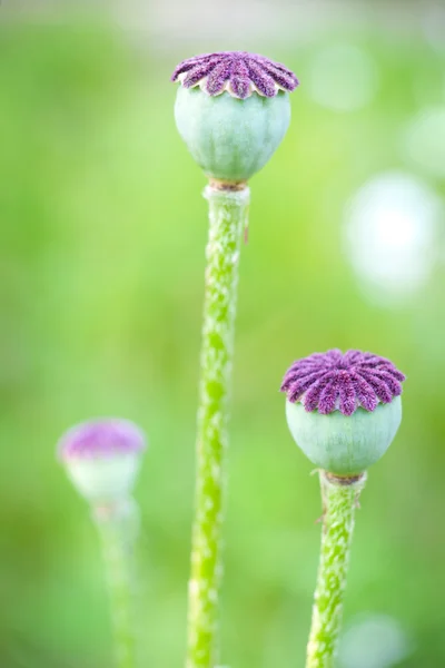 Cápsula de semillas de amapola — Foto de Stock