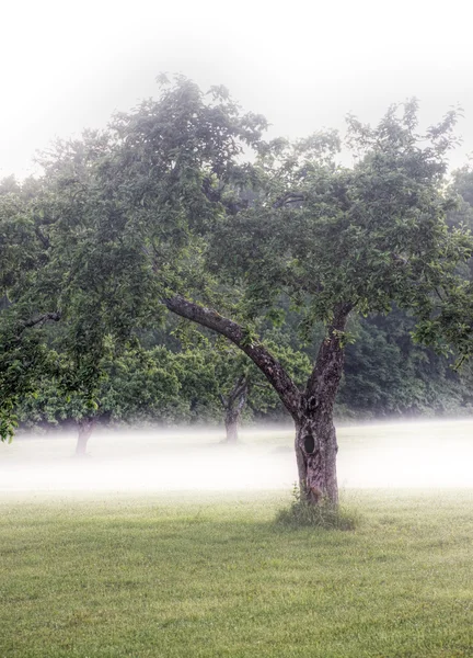 Trees on a field with fog — Stockfoto