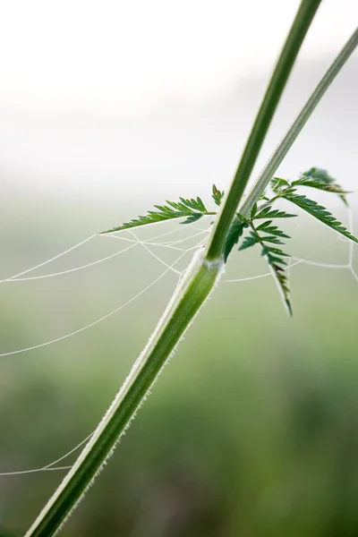 Pflanze mit Spinnweben — Stockfoto