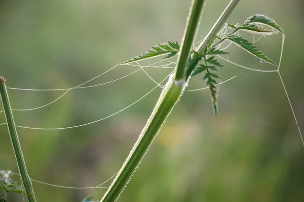 Spinnweben auf Pflanze — Stockfoto