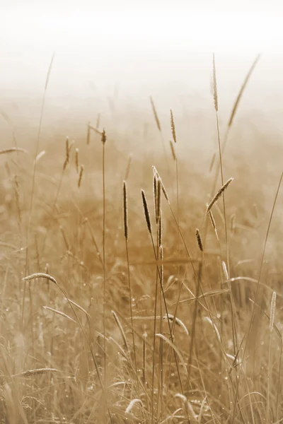 Grass in een veld ona mistige ochtend — Stockfoto