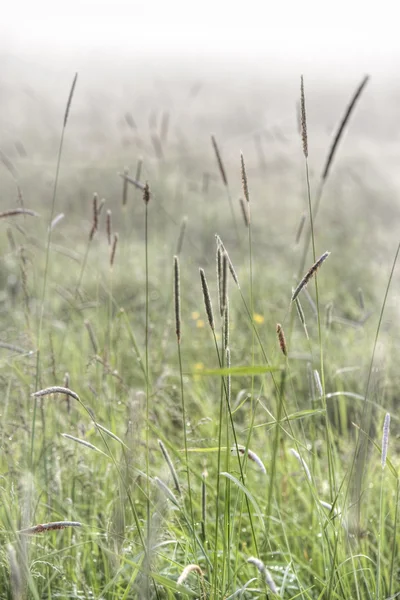 Grass in mist — Stock Photo, Image