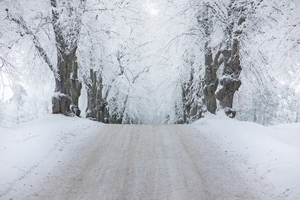 Avenue v zimě — Stock fotografie