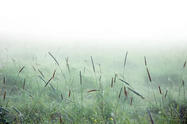 霧の中で草します。 — ストック写真