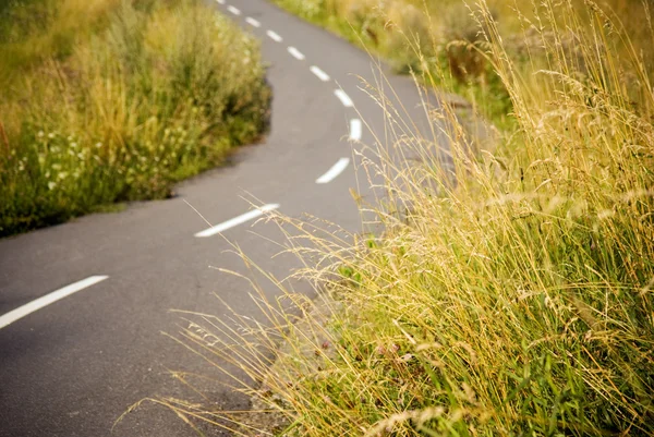 Asphalt bicycle path in a field — Stock Photo, Image