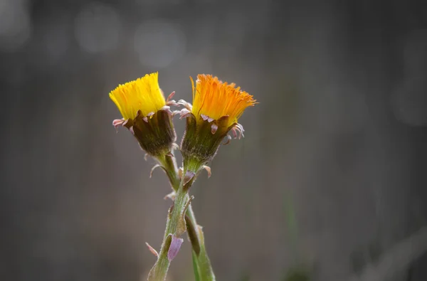 Dos coloridos tussilago en primavera — Foto de Stock