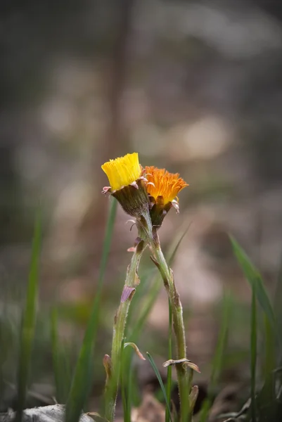 Dos coloridos tussilago en primavera — Foto de Stock