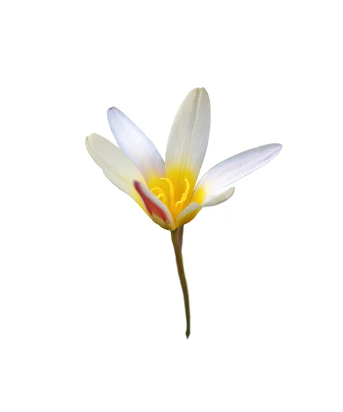 Na białym tle biały i żółty trout lily — Zdjęcie stockowe