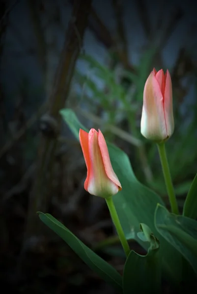 Dos tulipanes rosados —  Fotos de Stock