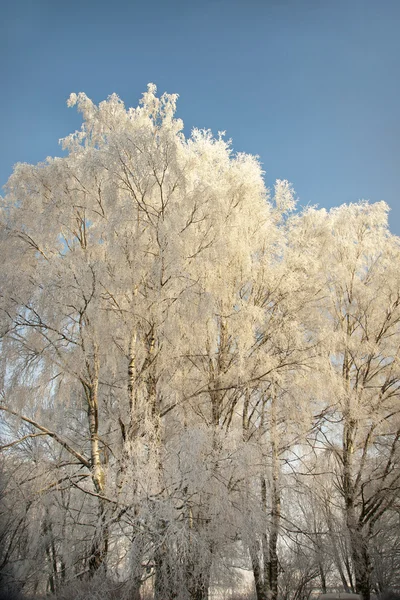 Birch trees in hoar frost — Stock Photo, Image