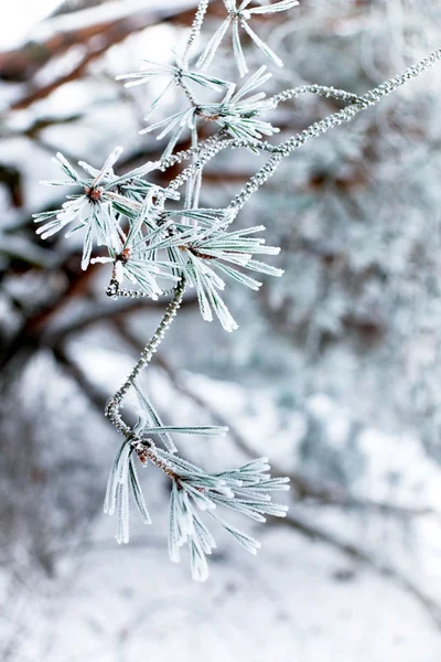 Frozen needles — Stock Photo, Image