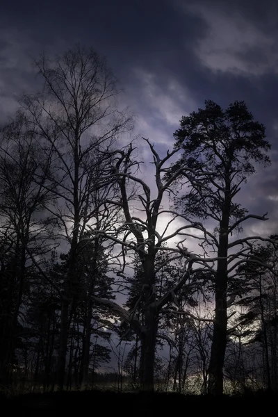 Korkunç orman — Stok fotoğraf