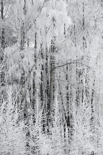 树木在霜霜 — 图库照片