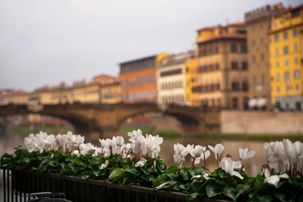 Flores en Florencia — Foto de Stock