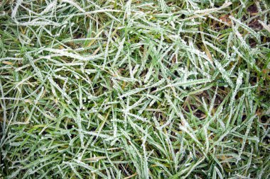 Frozen grass clipart