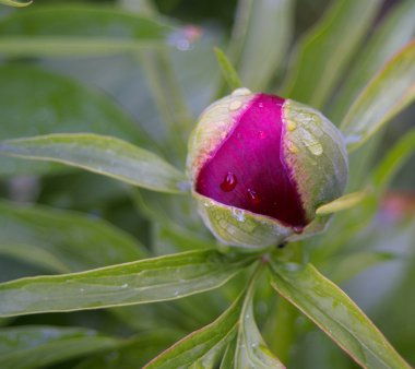 Şakayık bud