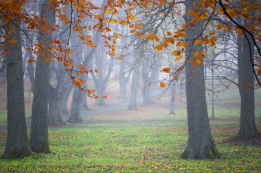 Lime trees in the mist clipart