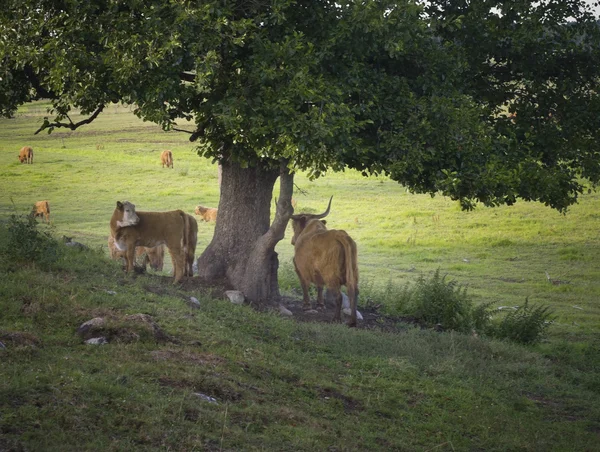 Коровы под деревом — стоковое фото