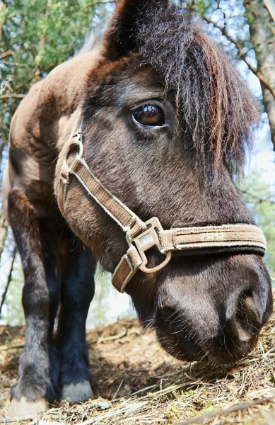 馬の頭 — ストック写真