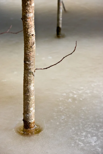 벌 거 벗은 백 화 나무 — 스톡 사진