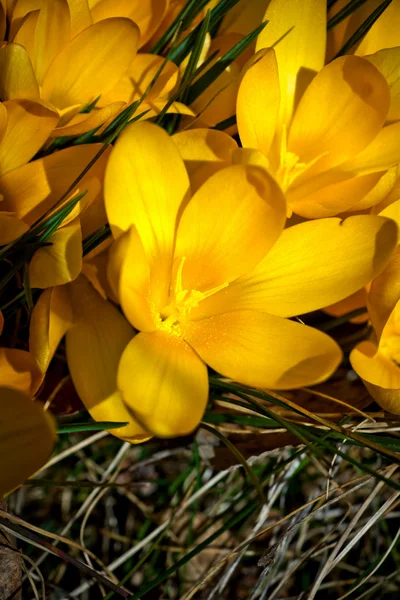 Crocus amarelo — Fotografia de Stock