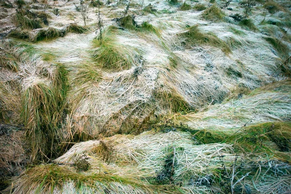 Donmuş ot — Stok fotoğraf