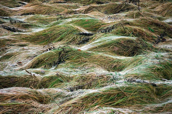 Gefrorenes Gras — Stockfoto