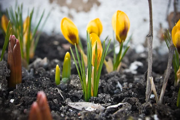 First spring flowers - crocus — Stock Photo, Image